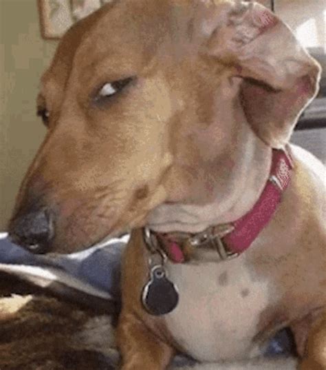 Side Eye Dog is a meme about a dachshund dog looking sideways with a suspicious look and squinted eyes, known as the side eye. The image was first posted to Reddit in 2015 and became popular on TikTok, where it is used to call out or mock people exhibiting sus behavior. See origin, spread, examples and variations of this meme. 